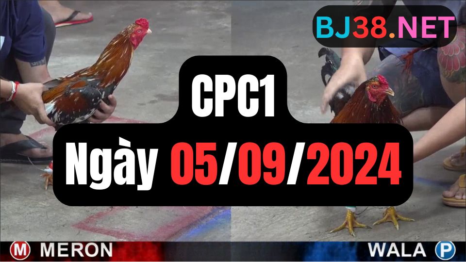 Tổng hợp đá gà CPC1 ngày 05/09/2024