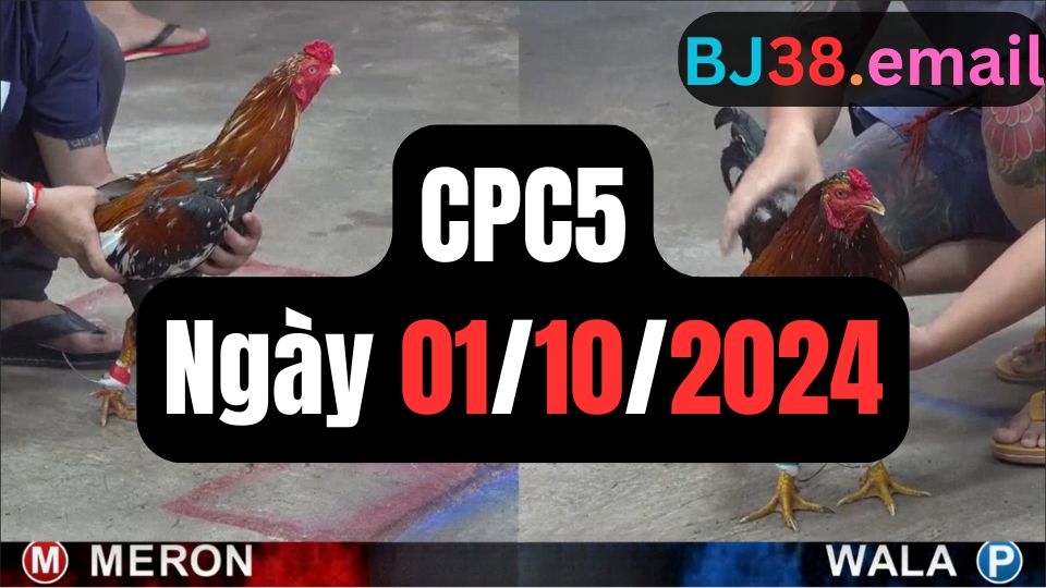 Tổng hợp đá gà CPC5 ngày 01/10/2024