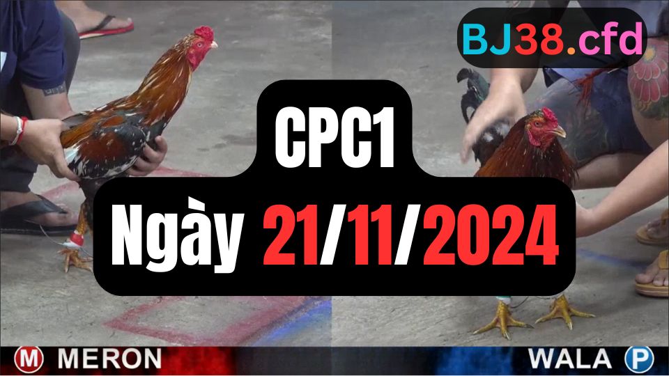 Tổng hợp đá gà CPC1 ngày 21/11/2024