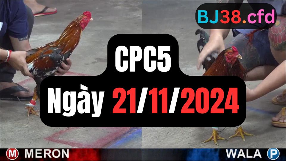 Tổng hợp đá gà CPC5 ngày 21/11/2024